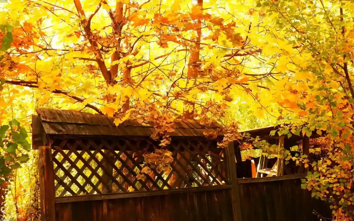cedar privacy fence Beaverton backyard
